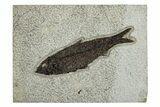 Detailed Fossil Fish (Knightia) - Huge For Species #251881-1